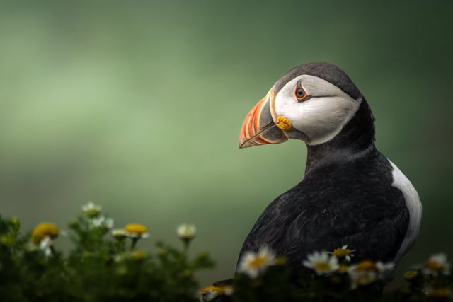 Young Photographers in Wales: RSPCA Photo Contest