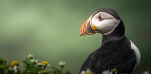 Young Photographers in Wales: RSPCA Photo Contest