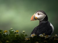 Young Photographers in Wales: RSPCA Photo Contest