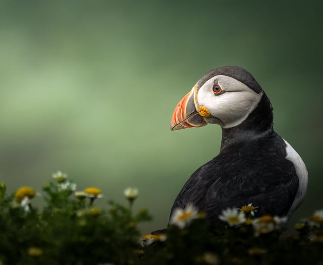 Young Photographers in Wales: RSPCA Photo Contest