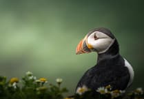 Young photographers in Wales urged to enter RSPCA’s prestigious photo comp