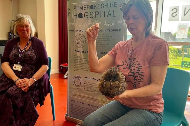 This month, Ginny from the Hogspital went to the local Waldo Williams Primary School, to inspire some young hedgehog heroes!