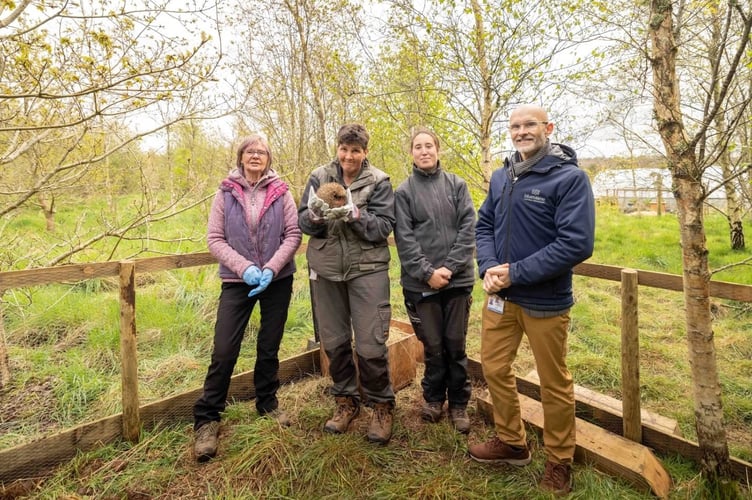Pembrokeshire Hogspital and the Bluestone Foundation continue to work together to provide ‘safe spaces’ for hedgehog releases.