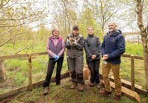 Pembrokeshire Hogspital and Bluestone Foundation's hedgehog rescue success