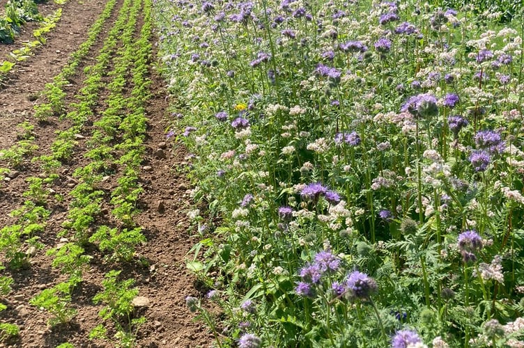 Flowers at Cae Tan CSA, Gower (pic submitted and free for use)