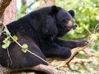 Manor Wildlife Park to welcome four female moon bears