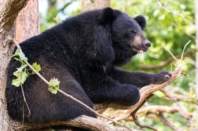 Manor park bear