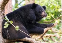 Manor Wildlife Park to welcome four female moon bears