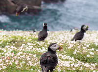 WATCH: The Pembrokeshire puffins breaking records