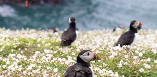 WATCH: The Pembrokeshire puffins breaking records