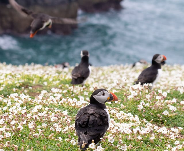 Record breaking Puffin numbers on Skomer Island