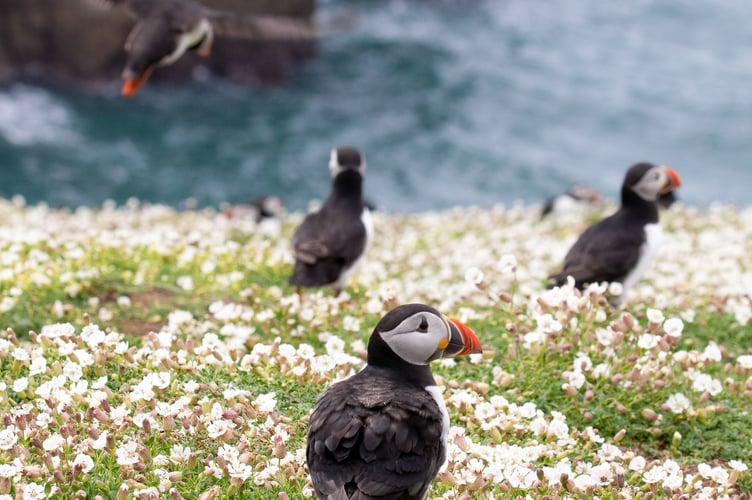 Skomer puffins Grace Hunt only to be used for this story