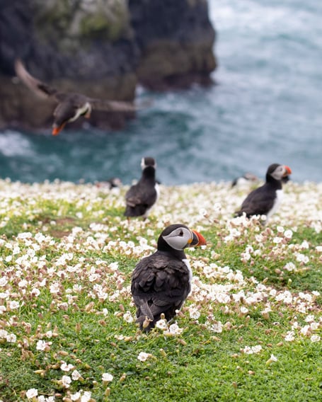Skomer puffins Grace Hunt only to be used for this story