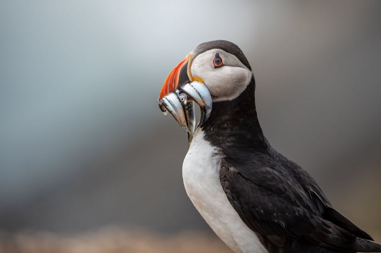 Amy Compton puffins