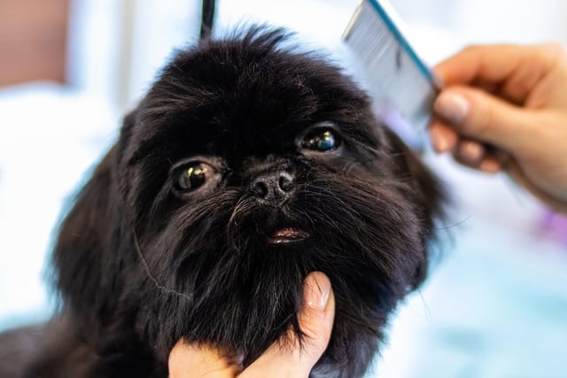 Retrospective Stepaside dog grooming salon gets approval