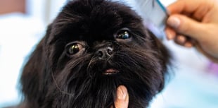 Retrospective Stepaside dog grooming salon gets approval