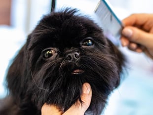 Retrospective Stepaside dog grooming salon gets approval
