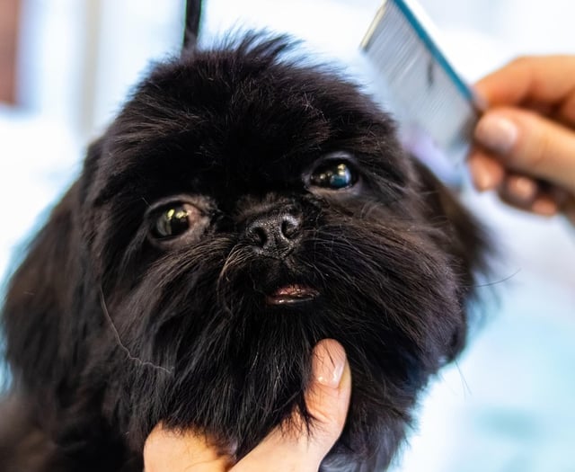 Retrospective Stepaside dog grooming salon gets approval
