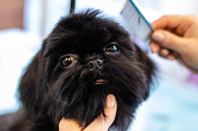 A call to allow a dog grooming salon in Stepaside to keep running as the applicant didn’t realise he needed planning permission, has been backed by county planners.
