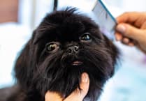 Retrospective Stepaside dog grooming salon gets approval
