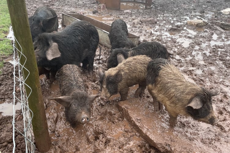 The efforts and dedication of Pembrokeshire County Council’s Animal Health Team have been highlighted following the conclusion of a long-running and complex animal welfare case - where a father and daughter admitted causing unnecessary suffering to pigs, sheep, poultry and dogs kept on their land