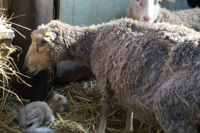 Father and daughter duo sentenced for animal cruelty