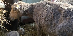 Father and daughter duo sentenced for animal cruelty