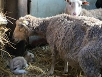 Father and daughter duo sentenced for animal cruelty