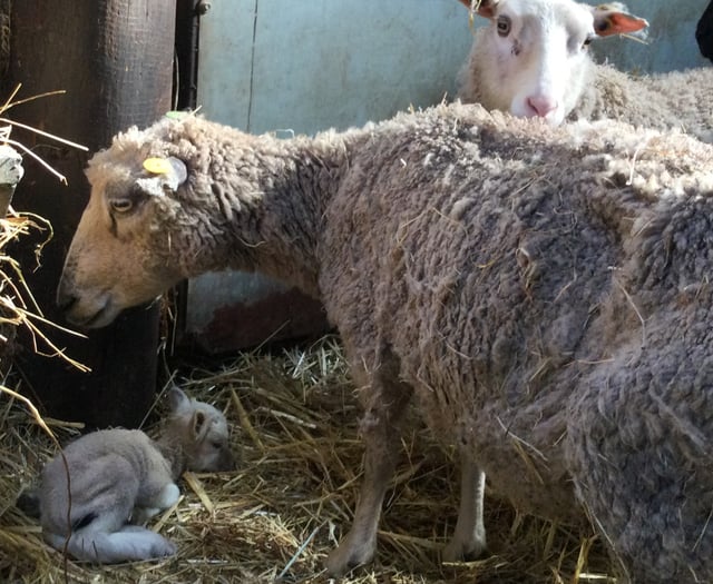 Father and daughter duo sentenced for animal cruelty