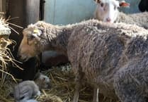 Pembrokeshire dad and daughter sentenced for causing severe suffering to animals