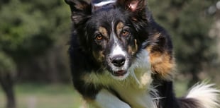 Pembrokeshire dog show backs Air Ambulance
