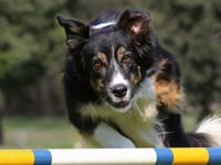 Pembrokeshire dog show backs Air Ambulance