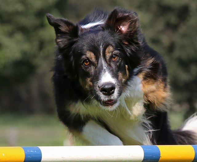 Pembrokeshire dog show backs Air Ambulance