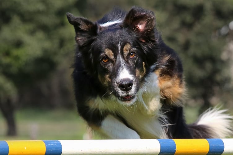 dog show
