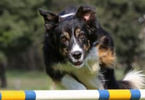 Support the Wales Air Ambulance at Pembrokeshire dog show