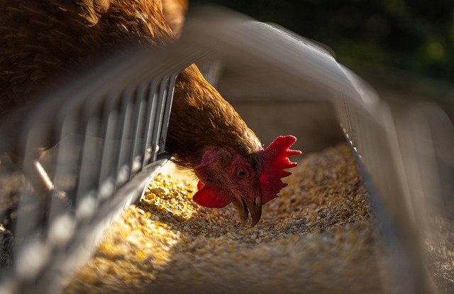 A call to remove an agricultural-only condition on a home near an animal sanctuary for disabled animals and ex-battery hens have been refused. Picture: Andreas Gollner/Pixabay.