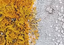 Pembrokeshire ecologist plans lichen group for nature enthusiasts