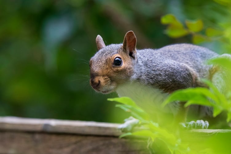 squirrel