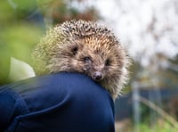 RSPCA seeks 2,500 'Wildlife Friends' volunteers