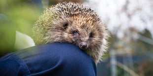 RSPCA seeks 2,500 'Wildlife Friends' volunteers