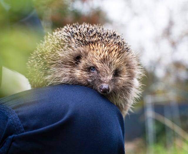 RSPCA seeks 2,500 'Wildlife Friends' volunteers