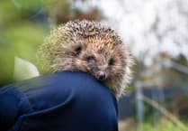 RSPCA seeks 2,500 'Wildlife Friends' volunteers