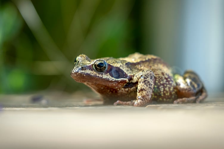 frog