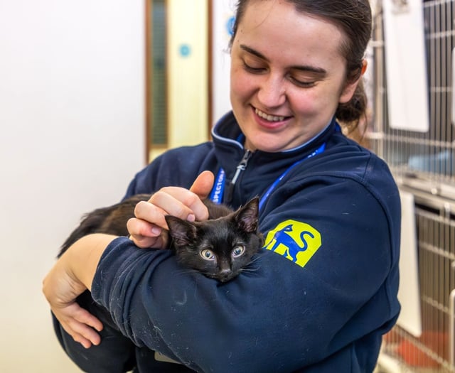 RSPCA Cymru volunteers celebrated for their dedication and impact