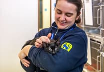 RSPCA Cymru volunteers celebrated for their dedication and impact