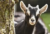 ‘Bio Goats’ help Narberth Council's biodiversity work