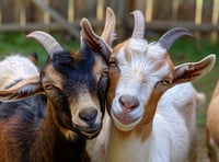 'Bio goats' help manage Narberth's churchyard overgrowth