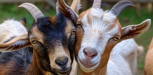 Goats may graze St Issell’s cemetery