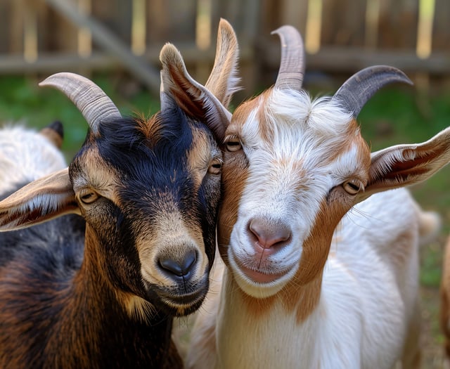 'Bio goats' help manage Narberth's churchyard overgrowth