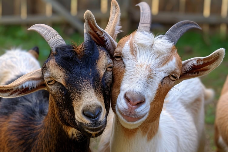 Narberth Town council is using ‘Bio-Goats’ from Clynderwen-based Biogoats 2 Rent to keep a churchyard clear. Picture: Biogoats 2 Rent.